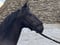 Horse ad