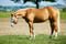 Annuncio cavallo