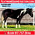 Annuncio cavallo