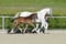 Annuncio cavallo