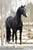 Horse ad