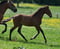 Annonce cheval