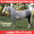 Annuncio cavallo