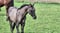Annuncio cavallo