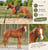 Annuncio cavallo