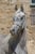 Horse ad