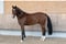 Horse ad