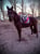 Horse ad