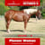 Paardadvertentie