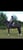 Annuncio cavallo