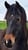 Annuncio cavallo