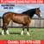 Horse ad