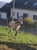 Horse ad