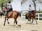 Horse ad