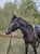 Horse ad