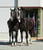 Annuncio cavallo