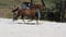 Horse ad