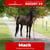 Paardadvertentie