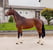 Annuncio cavallo