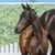 Horse ad