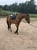 Horse ad