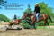 Horse ad
