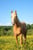 Horse ad