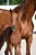 Annuncio cavallo