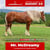 Paardadvertentie