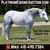 Horse ad