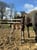 Annuncio cavallo