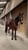 Horse ad