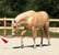 Annuncio cavallo