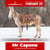 Horse ad