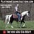 Horse ad