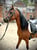 Horse ad
