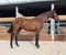 Horse ad