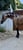 Annuncio cavallo