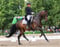 Horse ad