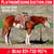 Horse ad