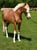 Annuncio cavallo