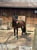 Annuncio cavallo