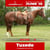 Paardadvertentie