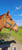 Horse ad