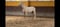 Horse ad