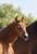 Horse ad