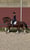 Annonce cheval