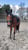 Annonce cheval