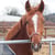 Horse ad