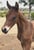 Horse ad